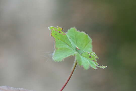 Image of Alchemilla breviloba H. Lindb.