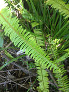 Image of narrow swordfern