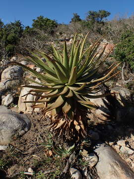 Image of Aloe lineata var. lineata