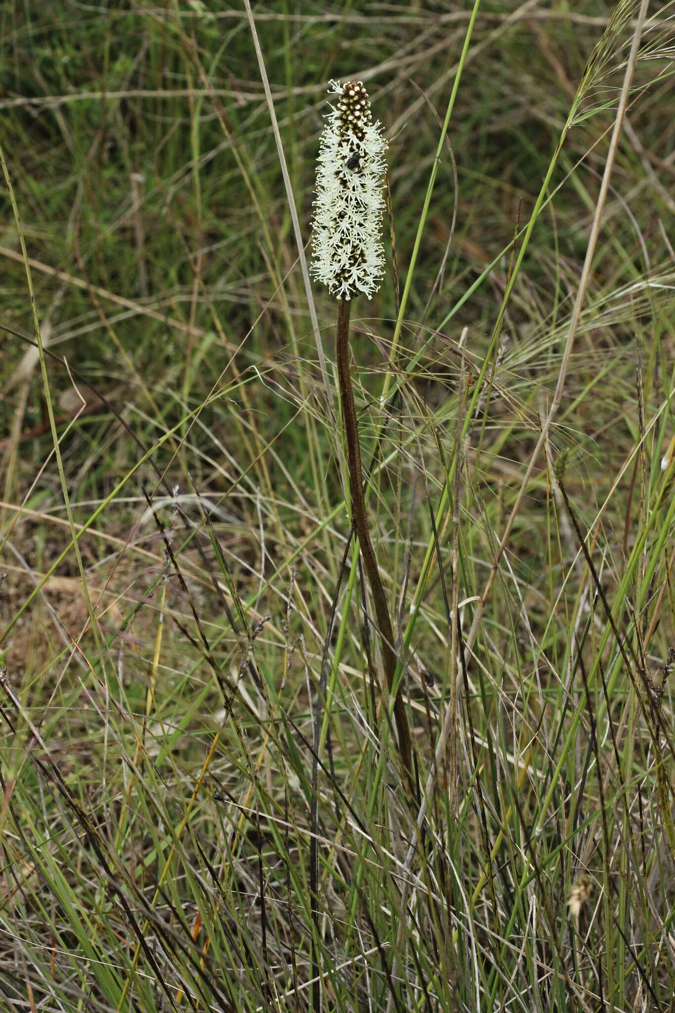 Image of Xanthorrhoea minor R. Br.