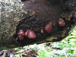 Image de Auricularia fuscosuccinea (Mont.) Henn. 1893