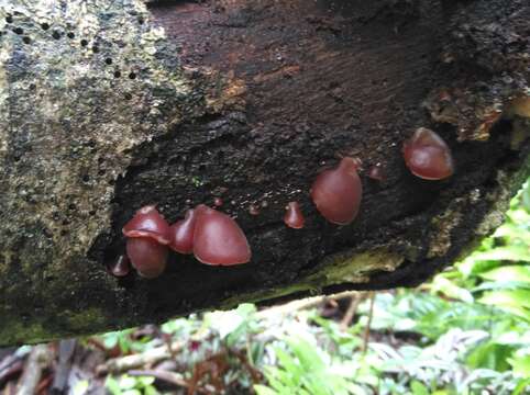 Imagem de Auricularia fuscosuccinea (Mont.) Henn. 1893