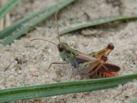 Plancia ëd Myrmeleotettix