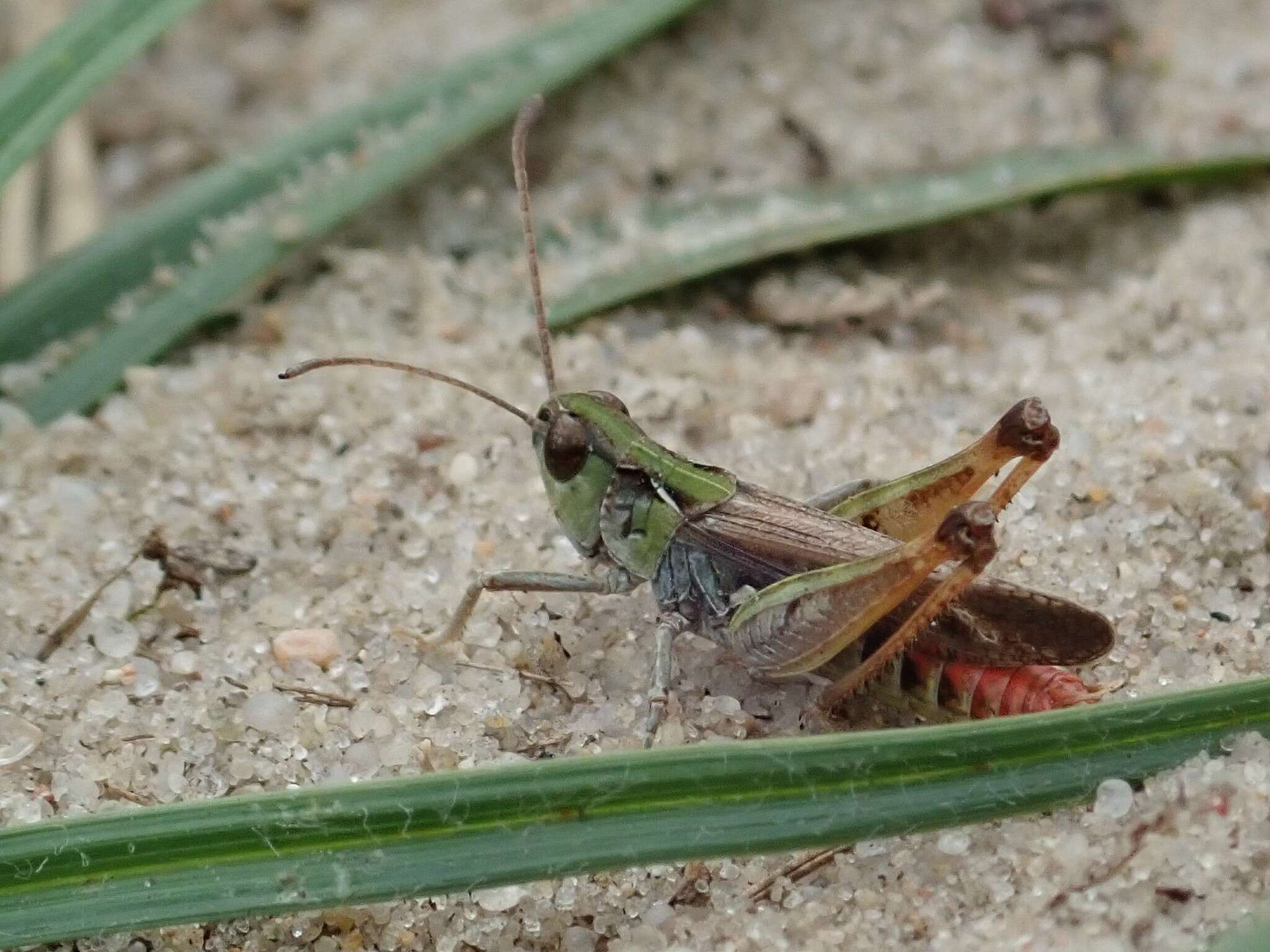 Image of Myrmeleotettix