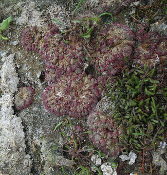 Image of Riccia cavernosa Hoffm.