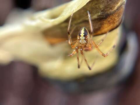 Image of Theridion varians Hahn 1833