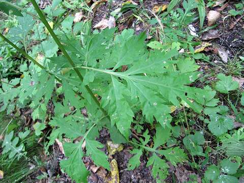 Image of Artemisia sylvatica Maxim.