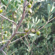 Image of Australian myrtle