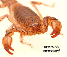 Image of Bothriurus burmeisteri Kraepelin 1894