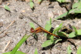 Image of Little Blue Dragonlet