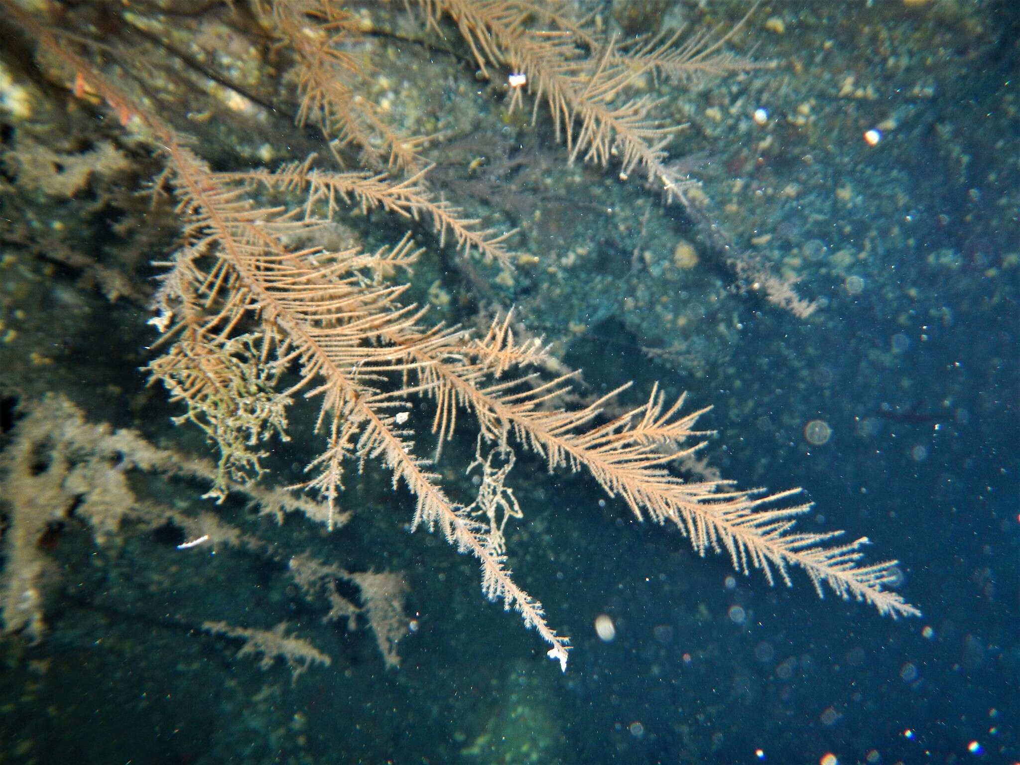 Image of black Coral