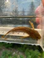 Image of Slimy Sculpin