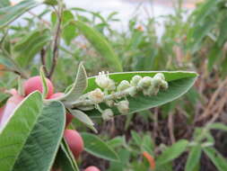 Image of Croton compressus Lam.