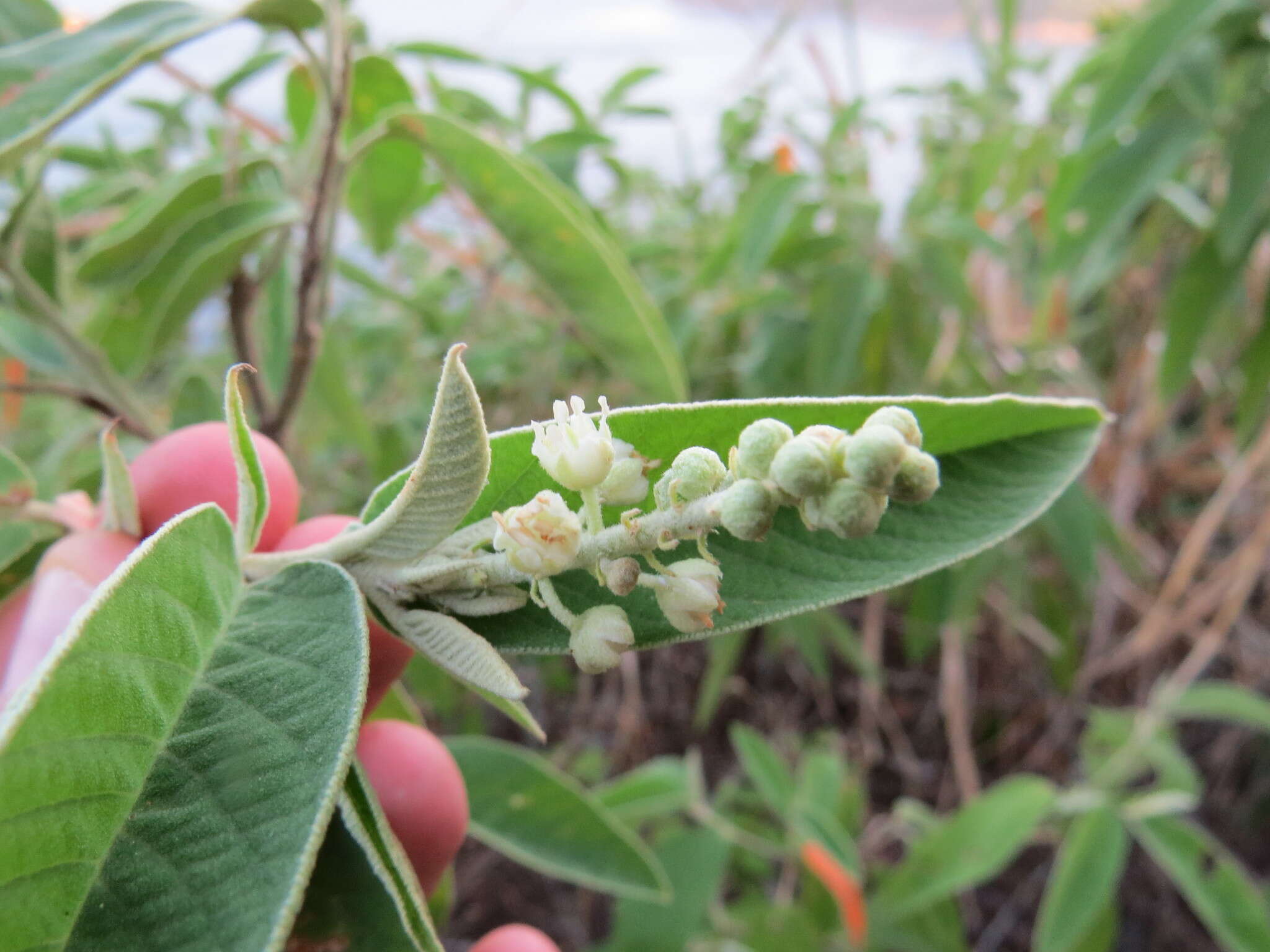 Image of Croton compressus Lam.