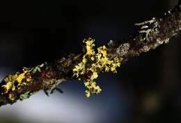 Image of Vulpicida canadensis (Räsänen) J.-E. Mattsson & M. J. Lai