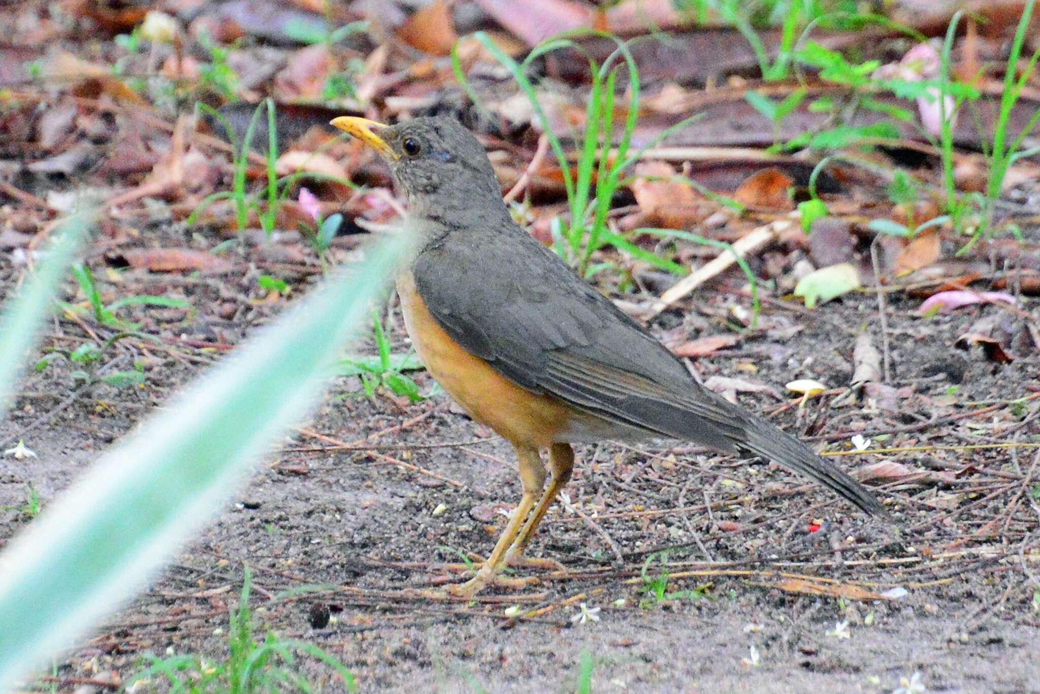 Image of African Thrush