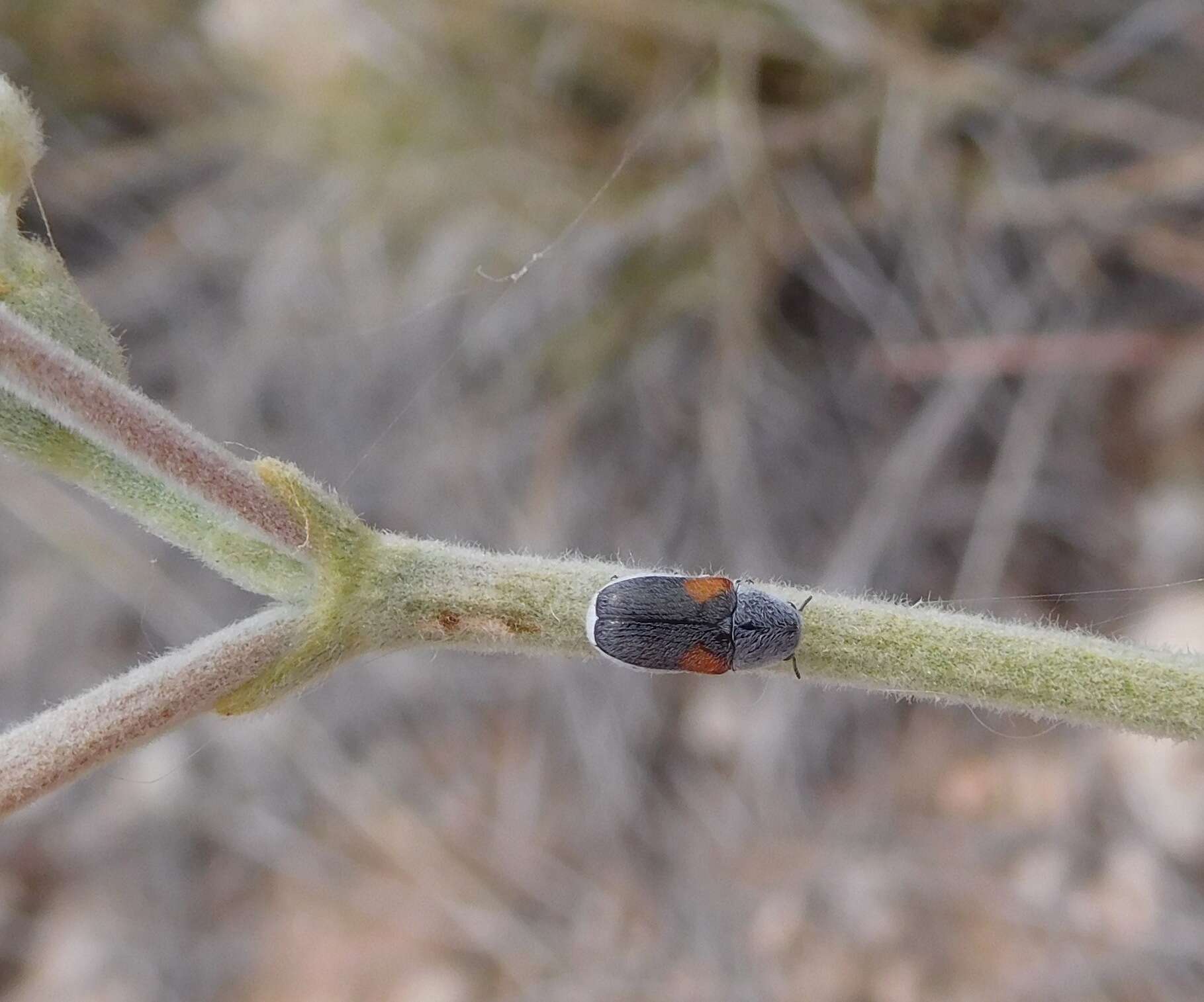 Imagem de Coleothorpa axillaris (J. L. Le Conte 1868)