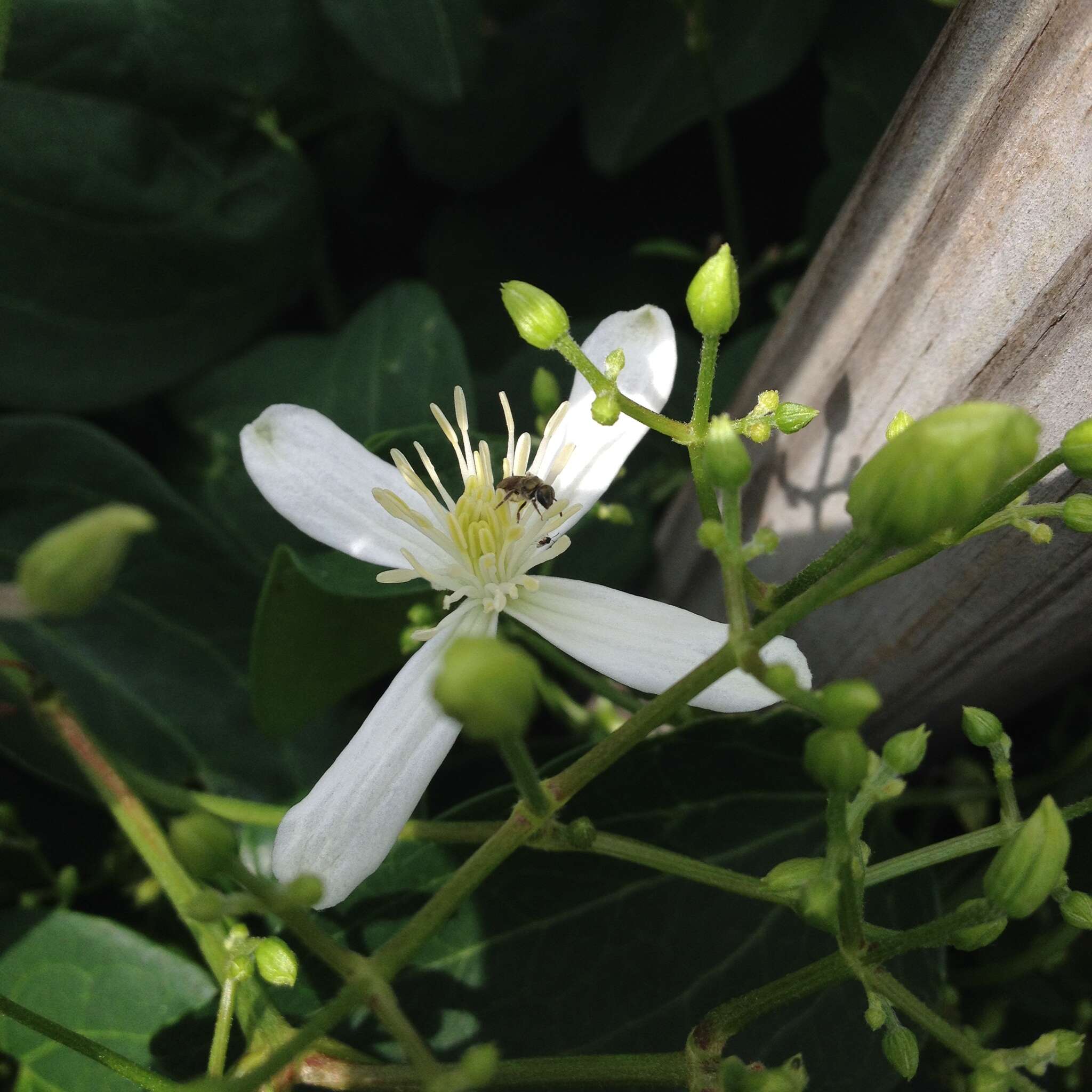 Imagem de Clematis terniflora DC.