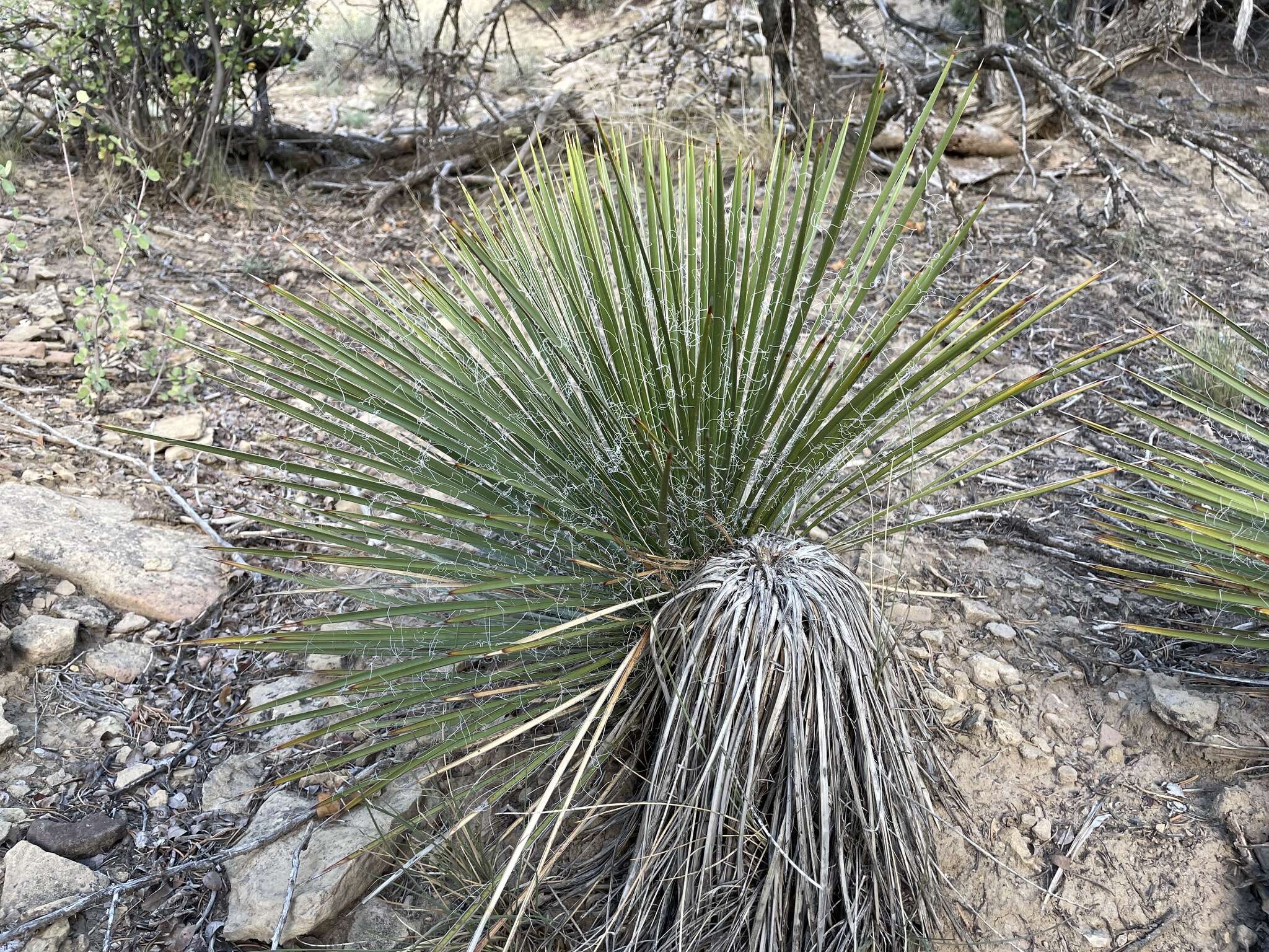 Image of Navajo yucca