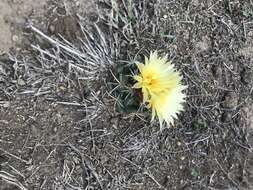 Image of Cactus
