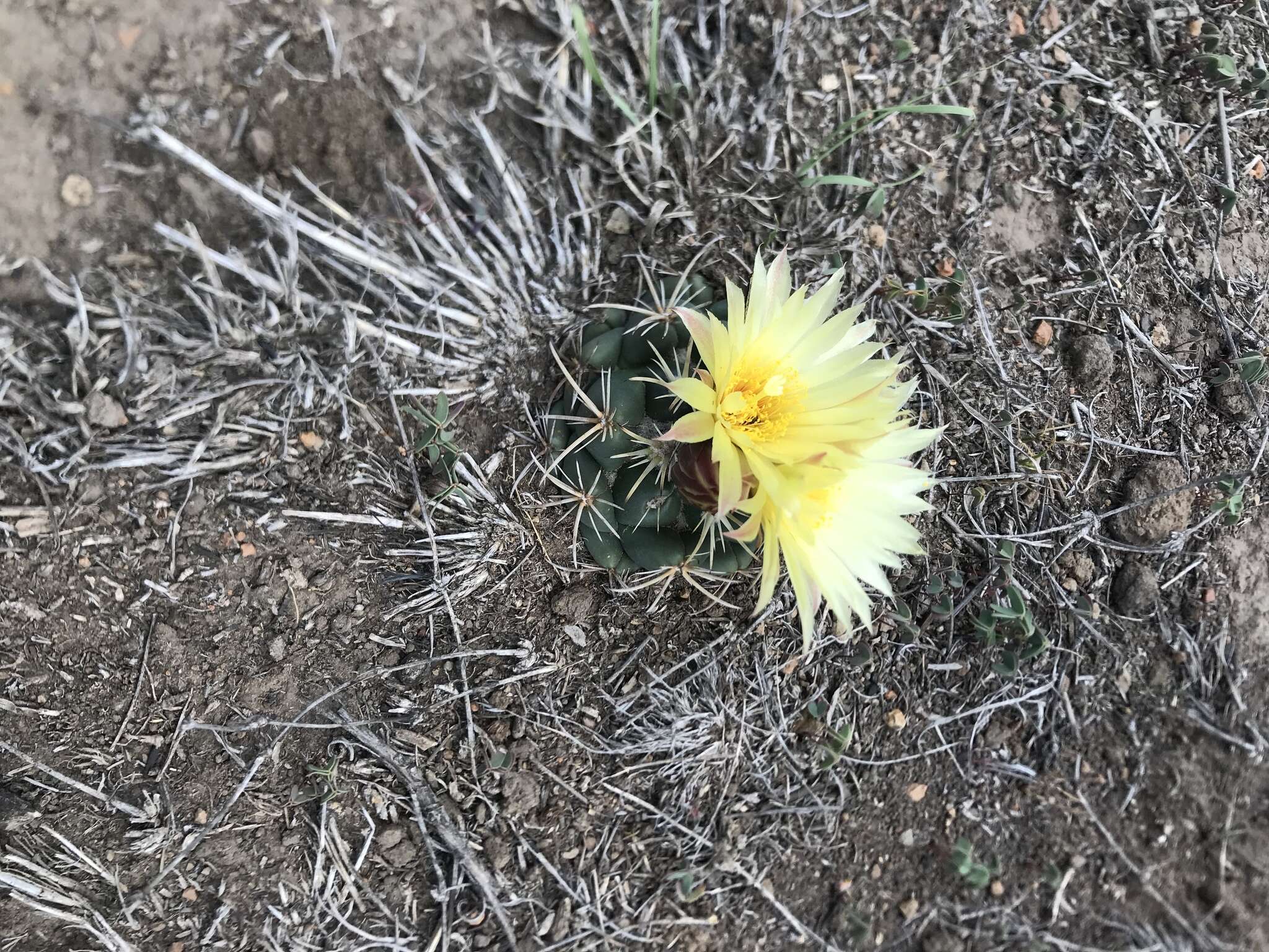 Image of Cactus