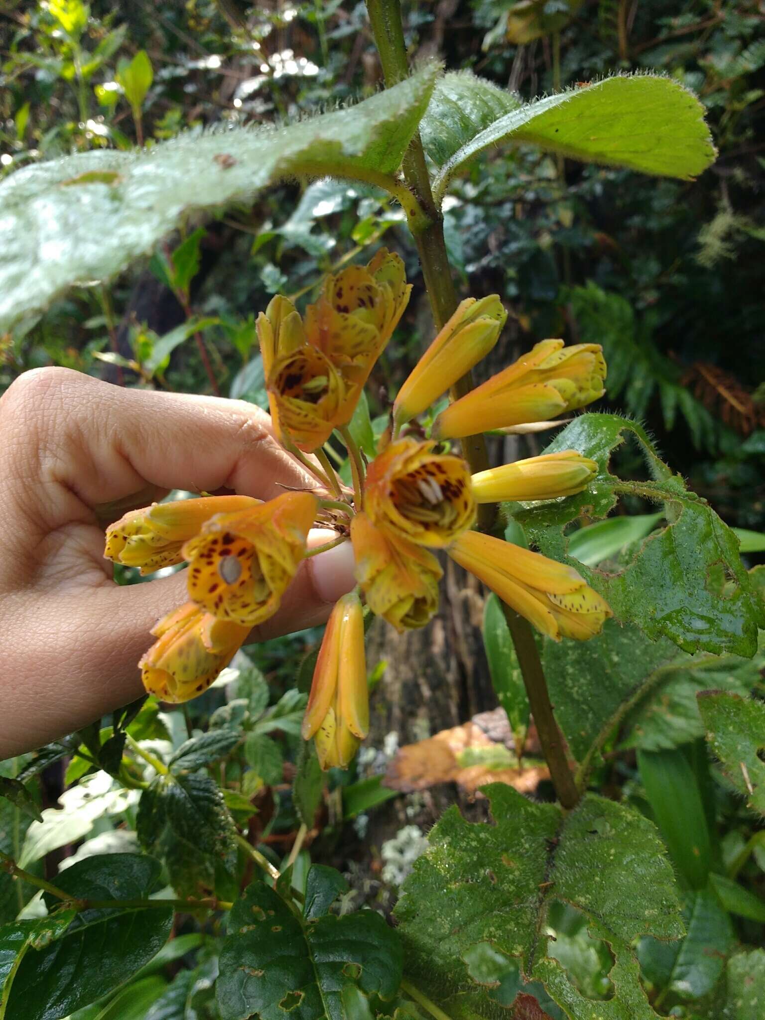 Imagem de Bomarea hirsuta (Kunth) Herb.