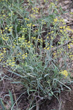 Image of Bupleurum exaltatum M. Bieb.