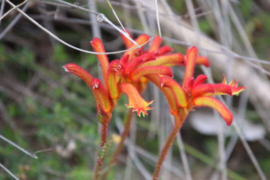 Image of Anigozanthos humilis Lindl.