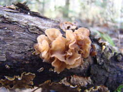 Image of Phaeotremella foliacea (Pers.) Wedin, J. C. Zamora & Millanes 2016