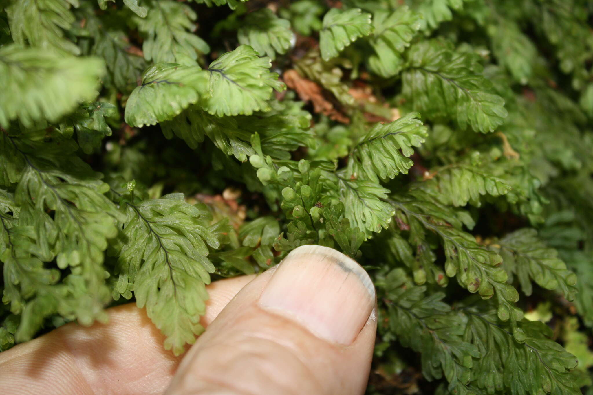 Image de Hymenophyllum rarum R. Br.