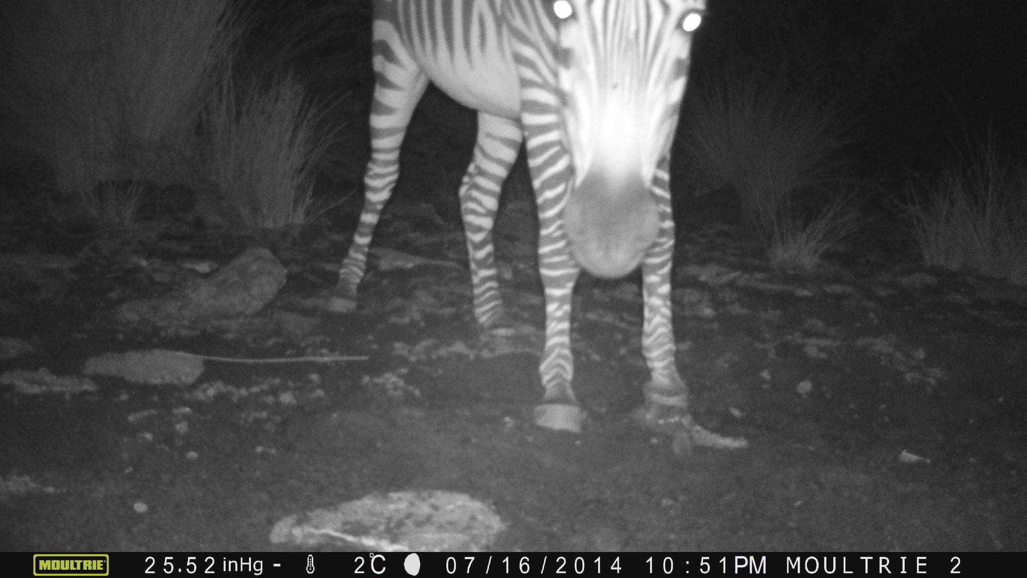 Image of Hartmann's Mountain Zebra