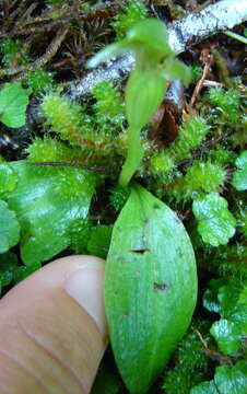 Image of Green bird orchid