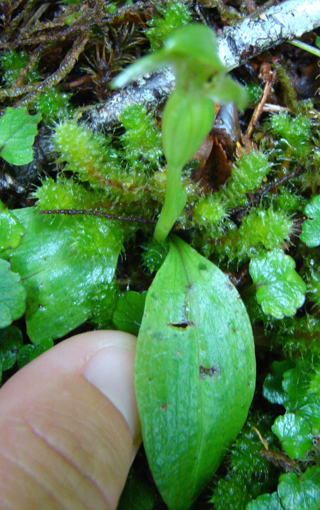 Imagem de Chiloglottis cornuta Hook. fil.