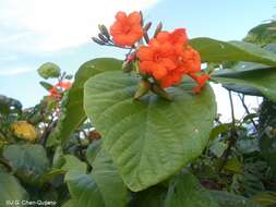 Image de Cordia sebestena L.