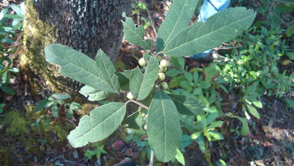 Image of Ilex brandegeeana Loes.