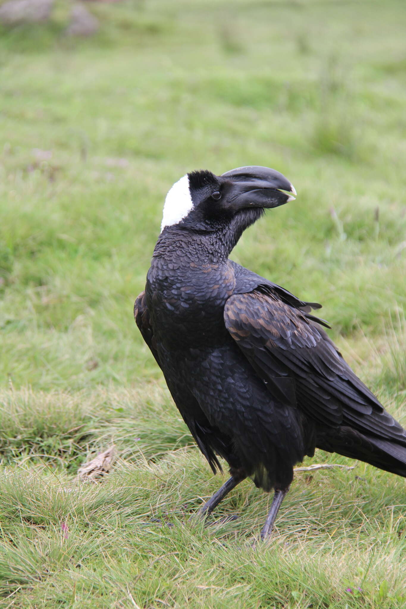 Image of Thick-billed Raven