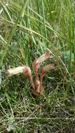 Image of clustered broomrape