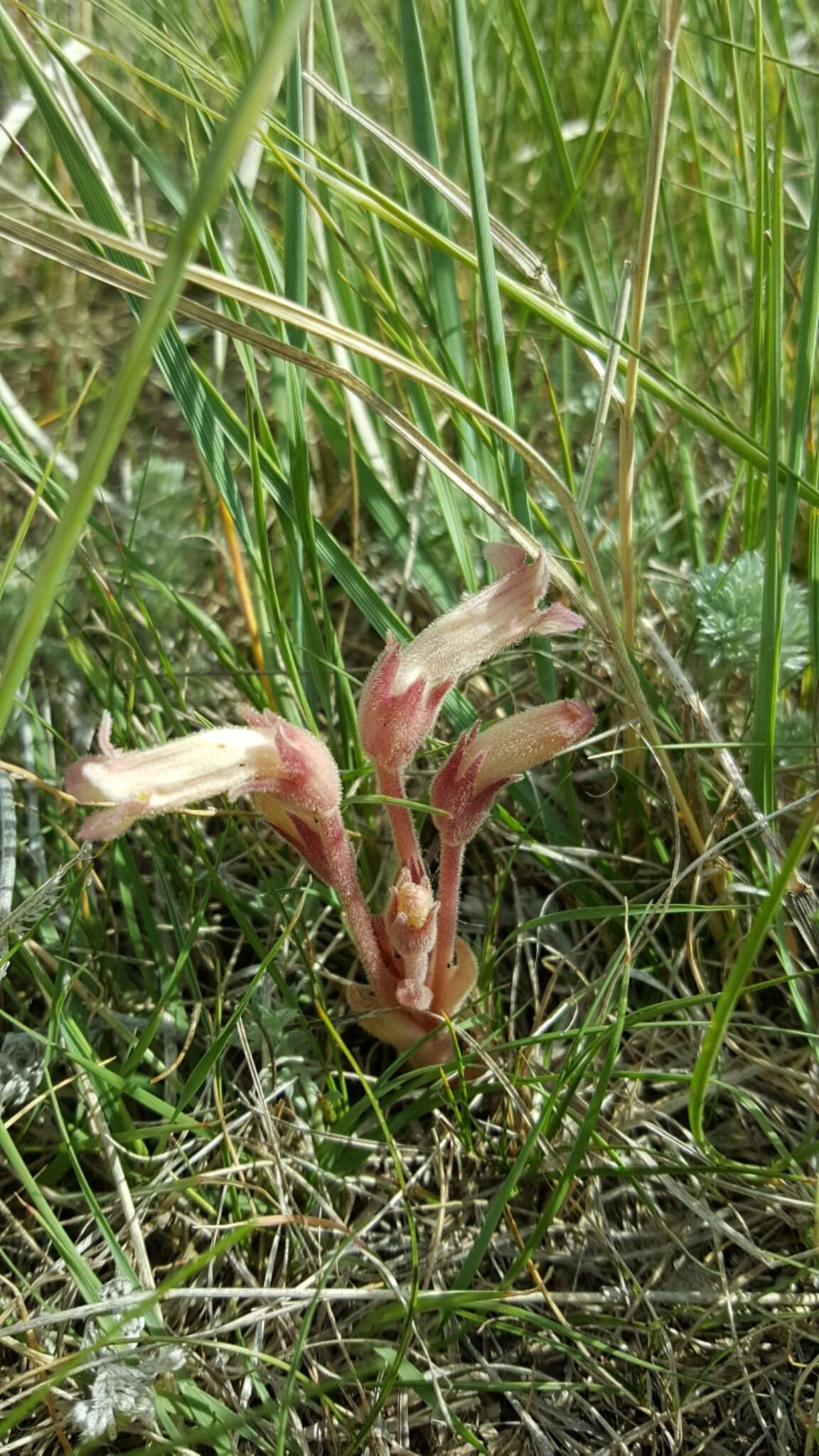 Image de Aphyllon fasciculatum Torr. & Gray