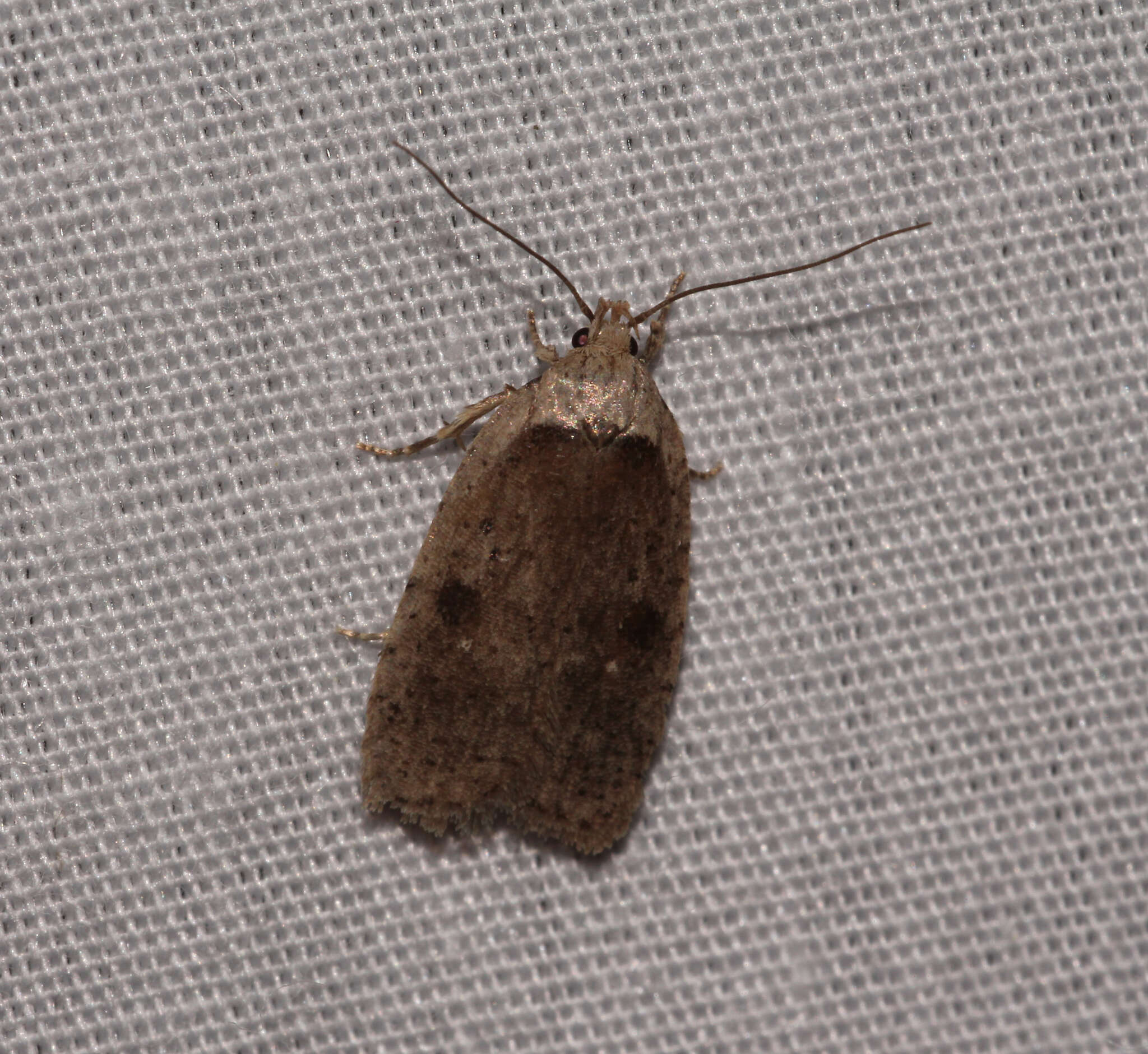 Image of Agonopterix argillacea Walsingham 1881