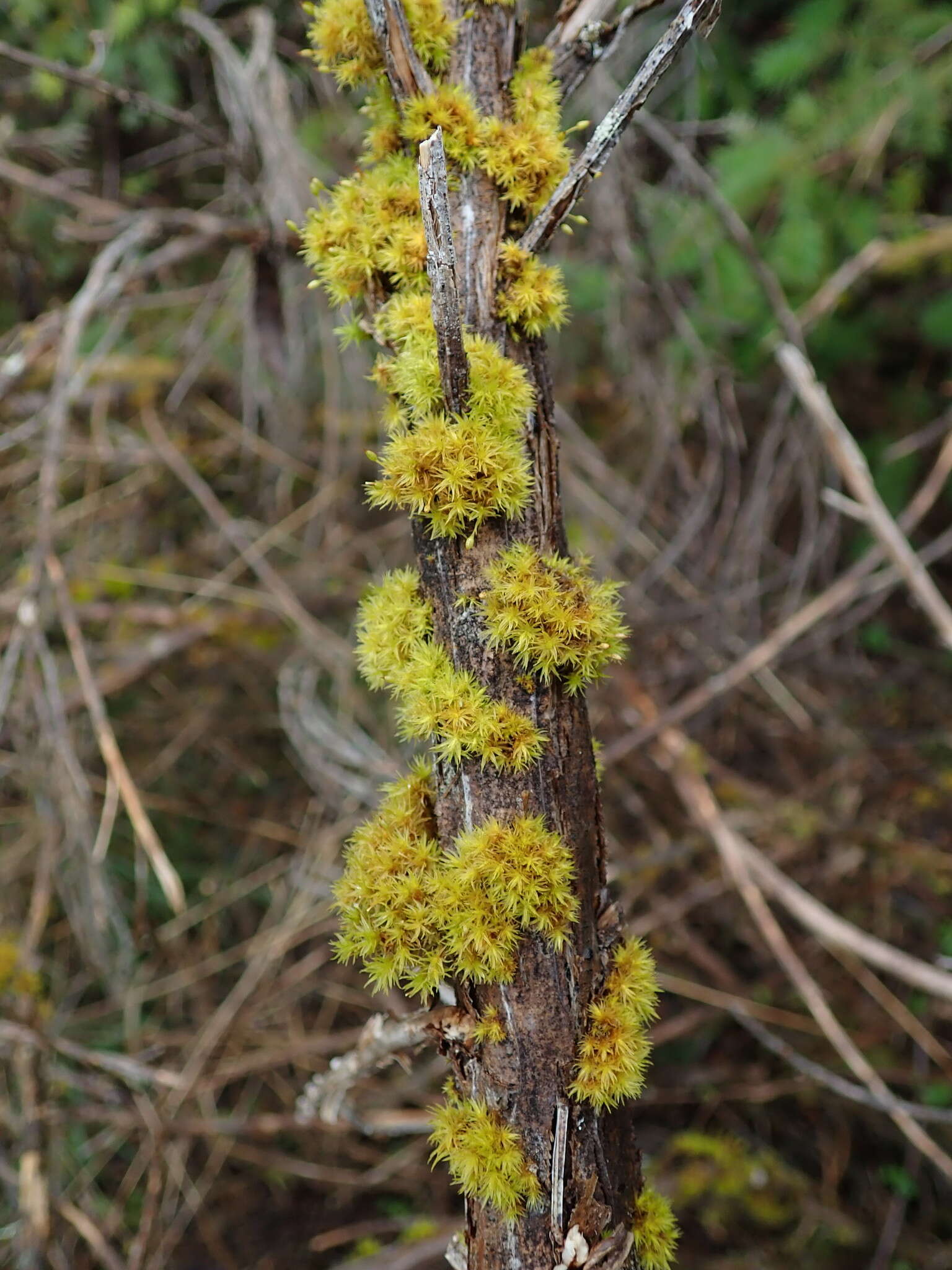 Image of orthotrichum moss