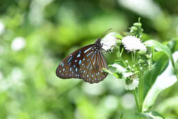 Image of <i>Tirumala septentrionis</i>