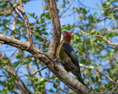 Image of Jamaican Woodpecker