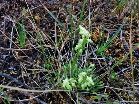 Image of Halenia major Wedd.