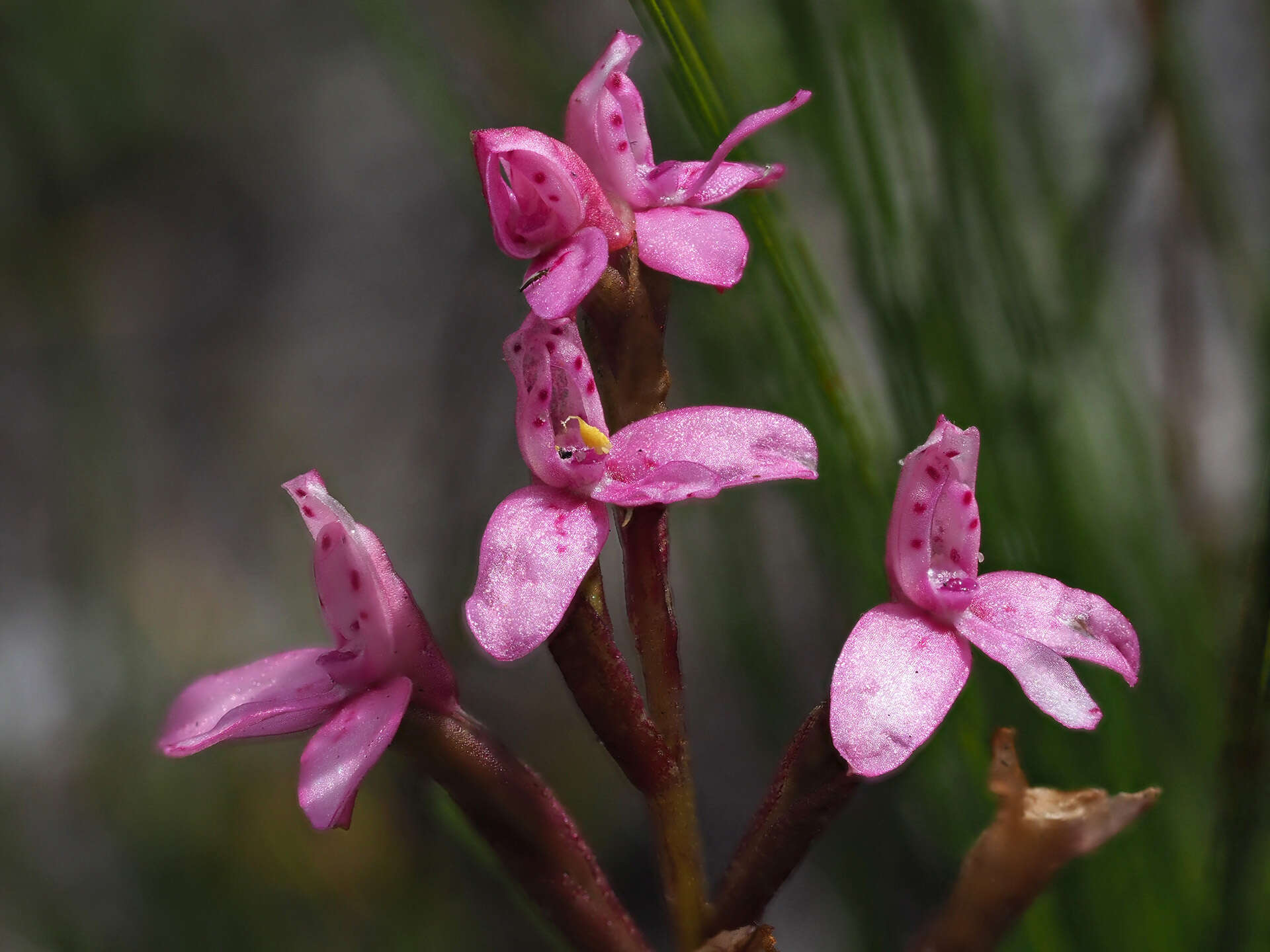 Image de Disa vaginata Harv. ex Lindl.