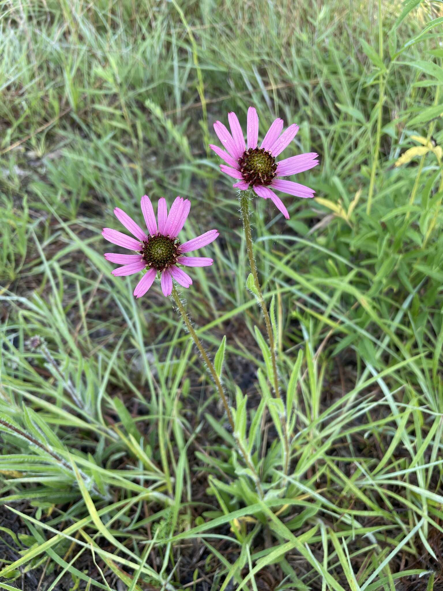 Image of Tennessee purple coneflower