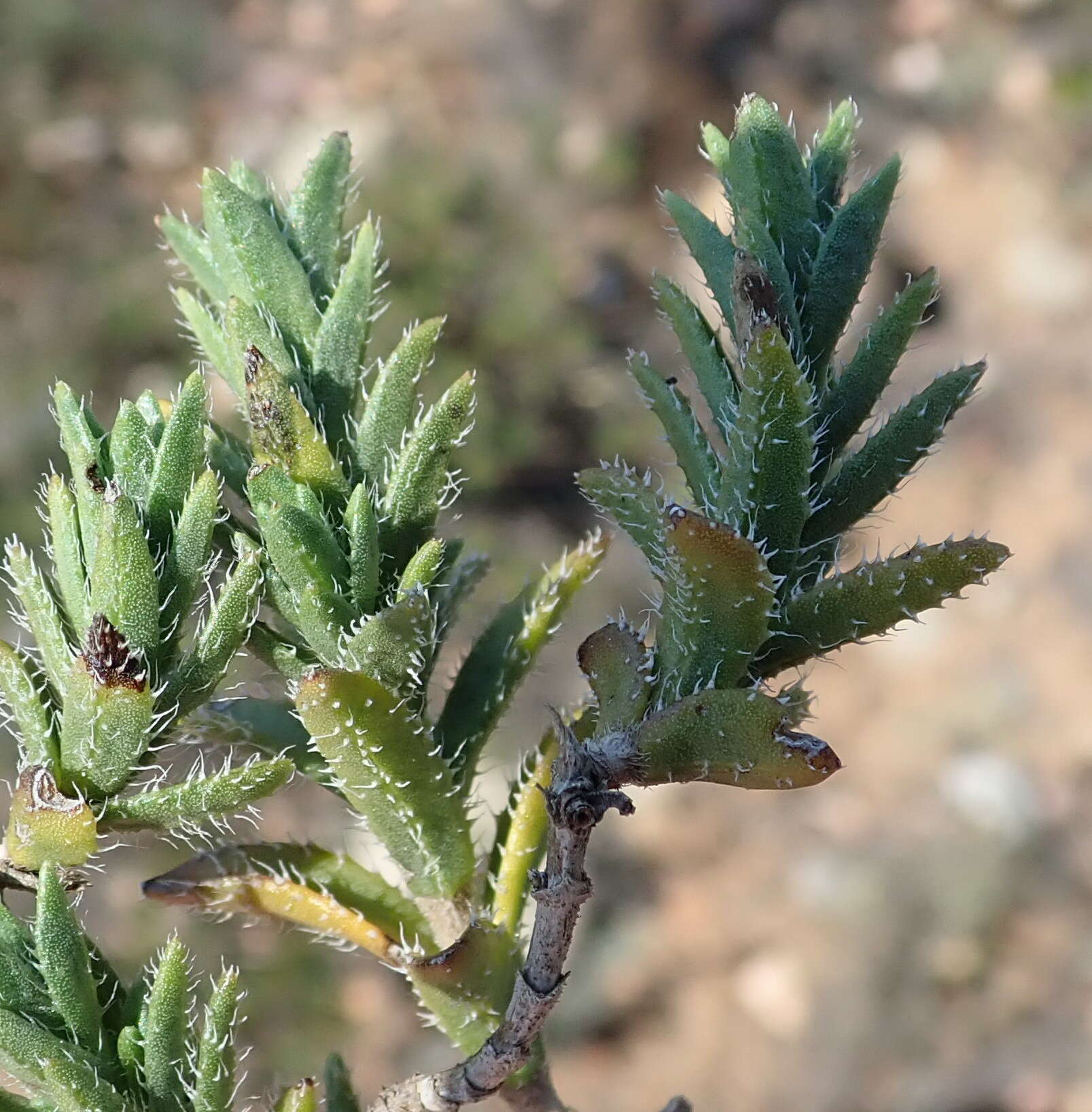 Sivun Pteronia hirsuta L. fil. kuva