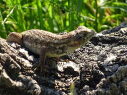 Imagem de Sceloporus albiventris Smith 1939