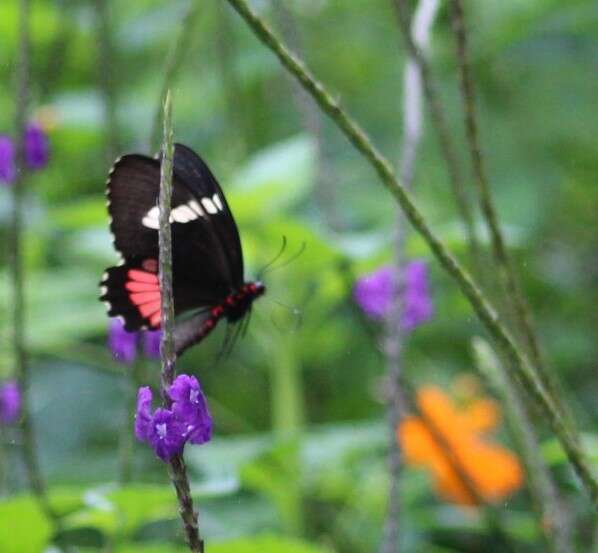 Image of Parides iphidamas (Fabricius 1793)