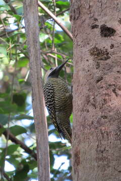 Image of Cuban Flicker
