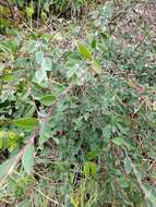 Plancia ëd Cotoneaster glaucophyllus Franch.